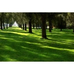 Sun and Shade Grass Seed Mix-1793