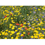 Great Basin Wildflower Mix-3989