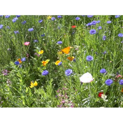 Rocky Mountain wildflowers