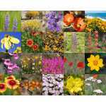 Sonoran Desert Wildflower Mix-4022