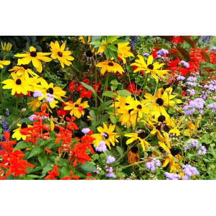 Southeast Wildflower Mix-4024