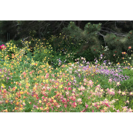 Sun & Shade Wildflower Mix-4032