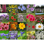 Sun & Shade Wildflower Mix-4034