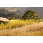 Pacific Northwest Dryland Pasture Mix-3603