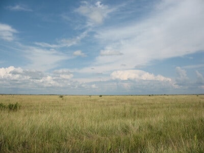 Southwest Semi-Arid Steppe Dryland Pasture Mix-3643