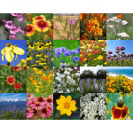 Deer Resistant Wildflower Mix-4003