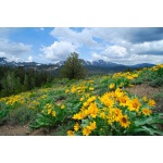 Arrowleaf Balsamroot-1281