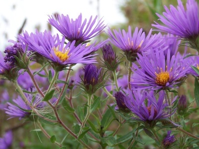 New England Aster-1234