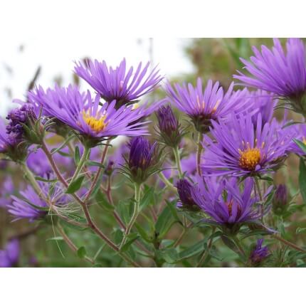 New England Aster-1234