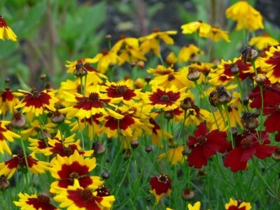 Plains Coreopsis -1271