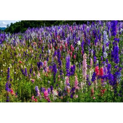 Rocket Larkspur-1218