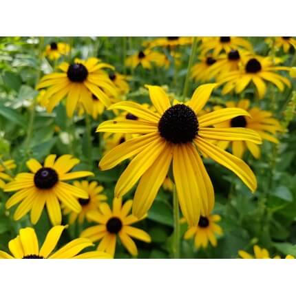 Black-Eyed Susan-5110