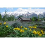 Arrowleaf Balsamroot-5109