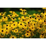 Black-Eyed Susan-4551