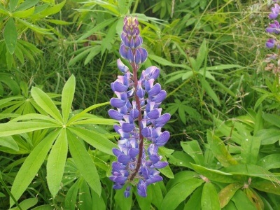 Wild Lupine-5103