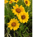 Arrowleaf Balsamroot-5108