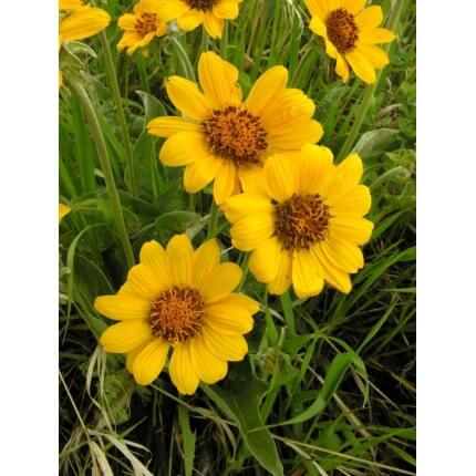 Arrowleaf Balsamroot-5108