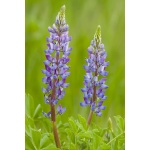 Arizona Lupine-1307