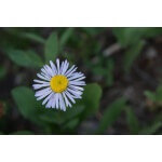 Aspen Daisy-1295