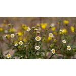 Desert Daisy-1305