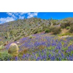 Desert Lupine-1309