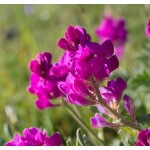 Utah Sweetvetch-1283