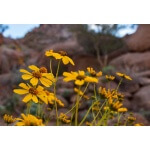 Brittlebush-4554