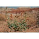 Desert Globemallow-5137