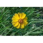 Brittlebush-5342