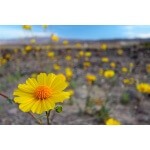 Desert Sunflower-4560