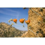 Desert Globemallow-5136