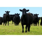 Great Lakes/New England Beef Cattle Forage Mix-2453