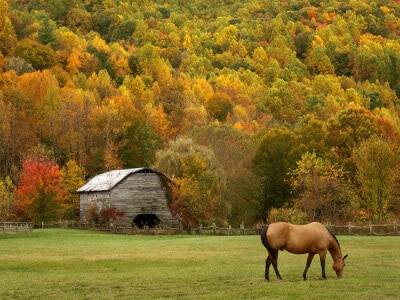 Great Lakes/New England Horse Forage Mix-2653