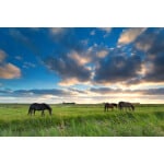 Great Plains Horse Forage Mix-2661