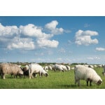 Great Plains Sheep Forage Mix-2761