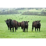 Mid-West/Mid-Atlantic Beef Cattle Forage Mix-2477