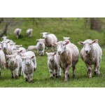 Mid-West/Mid-Atlantic Sheep Forage Mix-2777