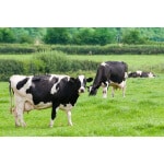 South-Atlantic Transitional Dairy Cow Forage Mix-2605