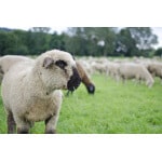 South-Atlantic Transitional Sheep Forage Mix-2801