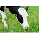 Southwest Semi-Arid Steppe Dairy Cow Forage Mix-2629