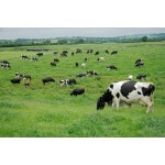 Southern Subtropics Dairy Cow Forage Mix-2613