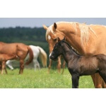 Southwest Transitional Horse Forage Mix-2737