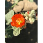 Munro Globemallow-1341