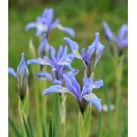 Rocky Mountain Iris-1198