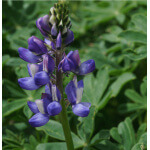 Arroyo Lupine-5083