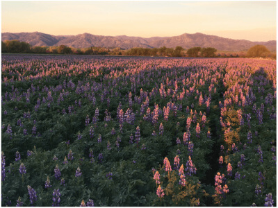 Arroyo Lupine-5085