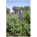 Arroyo Lupine-5082