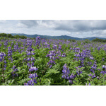 Arroyo Lupine-4667