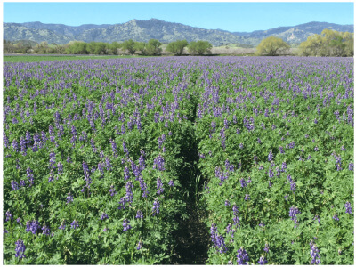 Arroyo Lupine-5086