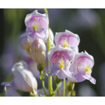 Palmer's Penstemon-5007